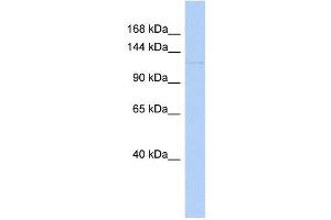 Image no. 1 for anti-Dual serine/threonine and tyrosine Protein Kinase (DSTYK) (Middle Region) antibody (ABIN631202)