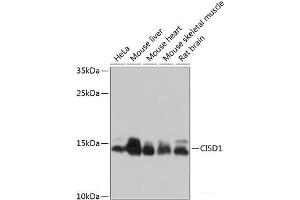 Western blot analysis of extracts of various cell lines using CISD1 Polyclonal Antibody at dilution of 1:1000.