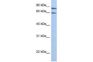 Image no. 1 for anti-Protein Phosphatase 1, Regulatory (Inhibitor) Subunit 10 (PPP1R10) (N-Term) antibody (ABIN2778807)