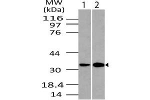 Image no. 1 for anti-DNA-Damage Regulated Autophagy Modulator 1 (DRAM1) (AA 1-230) antibody (ABIN5027168)
