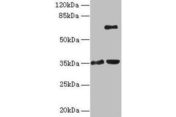 ZNF75A antibody  (AA 1-296)