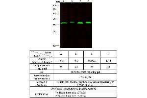 Image no. 1 for anti-Regulation of Nuclear Pre-mRNA Domain Containing 1B (RPRD1B) (AA 1-326) antibody (ABIN6923343)