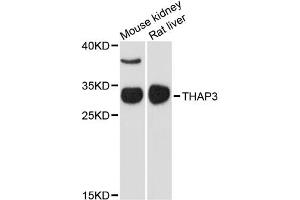 Image no. 1 for anti-THAP Domain Containing, Apoptosis Associated Protein 3 (THAP3) antibody (ABIN6567682)