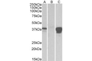 Image no. 1 for anti-POU Class 2 Associating Factor 1 (POU2AF1) (Internal Region) antibody (ABIN768554)