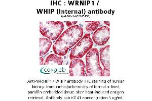 Image no. 1 for anti-Werner Helicase Interacting Protein 1 (WRNIP1) (Internal Region) antibody (ABIN1740848)
