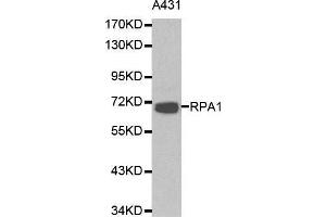 Image no. 2 for anti-Replication Protein A1, 70kDa (RPA1) antibody (ABIN3021244)
