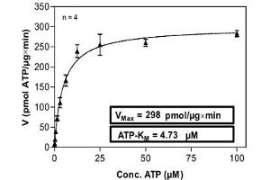 Image no. 1 for FER Tyrosine Kinase (FER) (AA 541-822) protein (His-GST) (ABIN5570062)