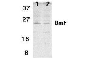 Image no. 2 for anti-Bcl2 Modifying Factor (BMF) (N-Term) antibody (ABIN499481)