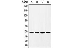Image no. 1 for anti-Histone Acetyltransferase 1 (HAT1) (C-Term) antibody (ABIN2704874)