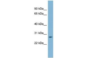 Image no. 1 for anti-Guanidinoacetate N-Methyltransferase (GAMT) (Middle Region) antibody (ABIN2775546)