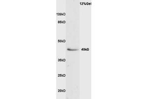 Image no. 1 for anti-Vasohibin 1 (VASH1) (AA 281-365) antibody (ABIN687487)