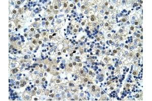Image no. 2 for anti-Nuclear Transcription Factor Y, gamma (NFYC) (C-Term) antibody (ABIN927764)