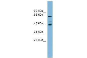 Image no. 1 for anti-Transmembrane 9 Superfamily Protein Member 4 (TM9SF4) (N-Term) antibody (ABIN635445)
