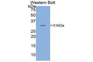 anti-CD109 (CD109) (AA 890-1131) antibody