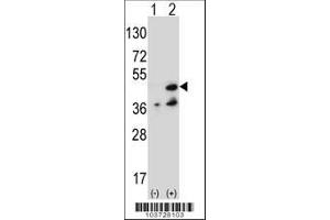 Image no. 2 for anti-Nucleoside Diphosphate Kinase (NME7) (AA 25-55), (N-Term) antibody (ABIN392659)