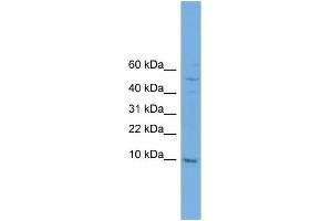 Image no. 1 for anti-Cytochrome C Oxidase Subunit VIIb (COX7B) (N-Term) antibody (ABIN2773999)