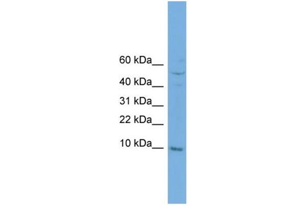 anti-Cytochrome C Oxidase Subunit VIIb (COX7B) (N-Term) antibody