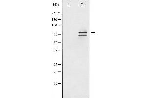 Lamin A/C antibody  (pSer392)