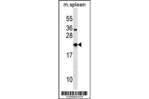 Image no. 1 for anti-Neurexophilin 3 (NXPH3) (AA 12-41), (N-Term) antibody (ABIN1538969)