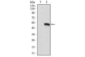 Image no. 3 for anti-CD9 (CD9) antibody (ABIN1106602)