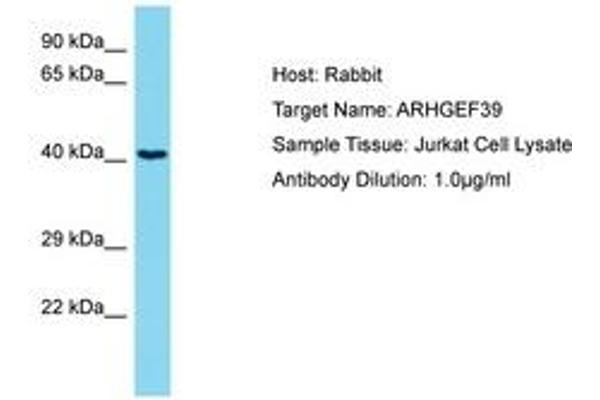 C9orf100 antibody  (AA 172-221)