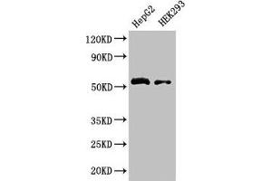 Western Blot Positive WB detected in: HepG2 whole cell lysate, HEK293 whole cell lysate All lanes: LDHD antibody at 3.