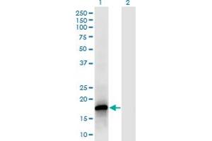 Western Blot analysis of POLR2F expression in transfected 293T cell line by POLR2F monoclonal antibody (M02), clone 2G2.
