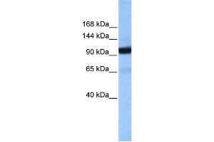 Image no. 1 for anti-Coatomer Protein Complex, Subunit beta 1 (COPB1) (Middle Region) antibody (ABIN2784899)