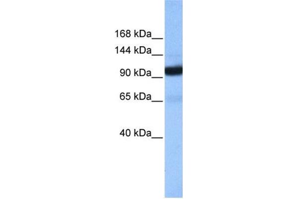 anti-Coatomer Protein Complex, Subunit beta 1 (COPB1) (Middle Region) antibody