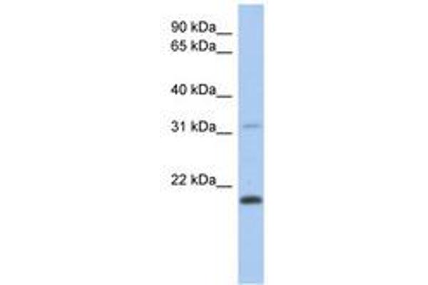 CLECL1 antibody  (AA 71-120)
