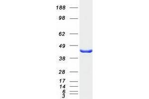 Image no. 1 for Twinfilin, Actin-Binding Protein, Homolog 2 (Drosophila) (TWF2) protein (Myc-DYKDDDDK Tag) (ABIN2734646)