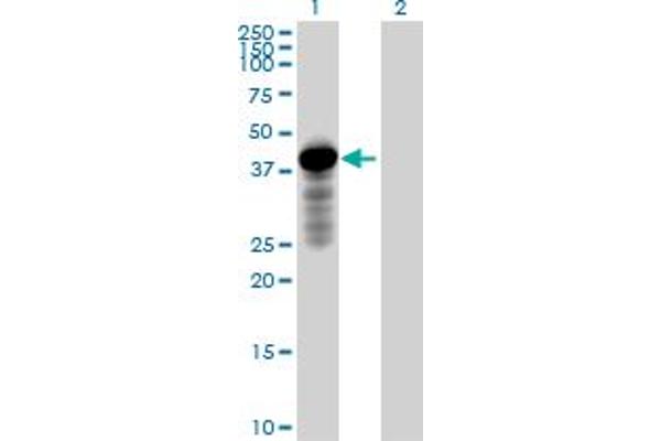 HOMER2 antibody  (AA 1-343)