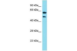 Image no. 1 for anti-Keratin 39 (KRT39) (N-Term) antibody (ABIN2791629)