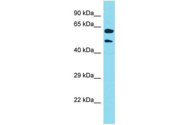 anti-Keratin 39 (KRT39) (N-Term) antibody