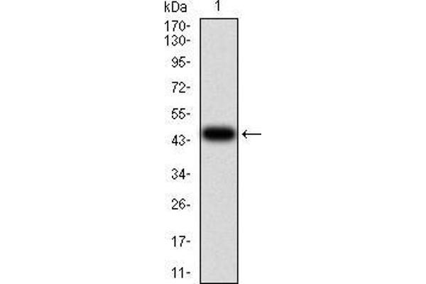 ALDH6A1 antibody  (AA 1-195)