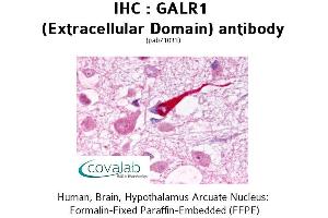 Image no. 1 for anti-Galanin Receptor 1 (GALR1) (2nd Extracellular Domain) antibody (ABIN1734566)