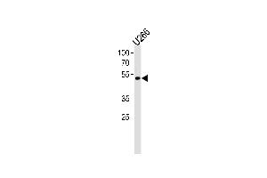 Image no. 1 for anti-Ets Variant 6 (ETV6) antibody (ABIN2158754)