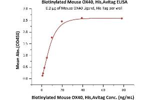 Immobilized Mouse OX40 Ligand, His Tag (ABIN5674649,ABIN6253698) at 2 μg/mL (100 μL/well) can bind Biotinylated Mouse OX40, His,Avitag (ABIN6386436,ABIN6388258) with a linear range of 0.