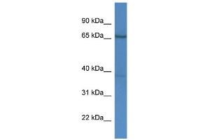 WB Suggested Anti-AFM Antibody Titration:  0.