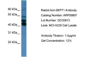 Image no. 2 for anti-Septin 1 (SEPT1) (N-Term) antibody (ABIN2788254)