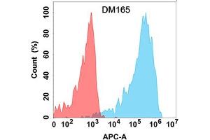 anti-C-Type Lectin Domain Family 12, Member A (CLEC12A) (AA 65-265) antibody