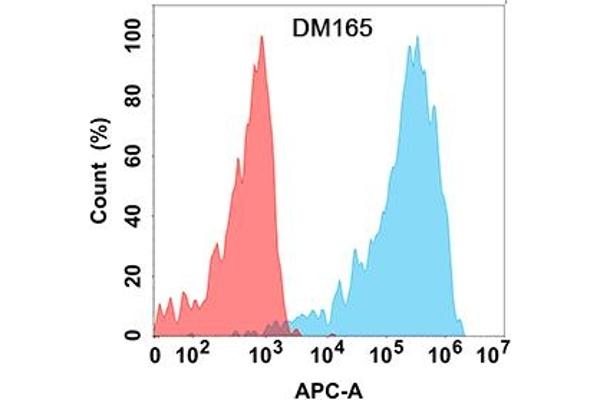 anti-C-Type Lectin Domain Family 12, Member A (CLEC12A) (AA 65-265) antibody