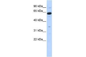 Image no. 1 for anti-Copine I (CPNE1) (Middle Region) antibody (ABIN2778879)