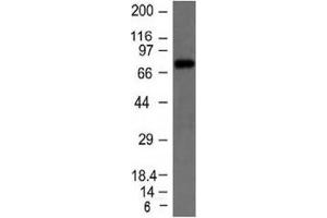 Western Blotting (WB) image for Mouse anti-Human IgM Heavy Chain antibody (ABIN3026664)