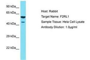 Image no. 1 for anti-Coagulation Factor II (thrombin) Receptor-Like 1 (F2RL1) (AA 260-309) antibody (ABIN6750435)