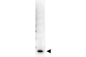 Image no. 1 for anti-Interleukin 7 (IL7) antibody (Biotin) (ABIN964779)