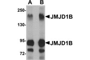 Image no. 2 for anti-Lysine (K)-Specific Demethylase 3B (KDM3B) (Middle Region) antibody (ABIN1030967)