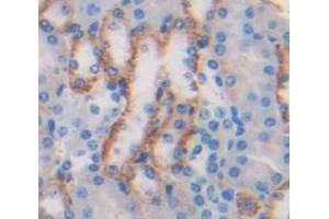 Image no. 2 for anti-Resistin (RETN) (AA 21-114) antibody (ABIN1078471)