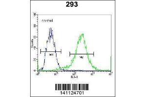 Image no. 2 for anti-Catenin (Cadherin-Associated Protein), beta 1, 88kDa (CTNNB1) (AA 692-721), (C-Term) antibody (ABIN1881238)