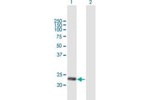 Western Blot analysis of DNAJC30 expression in transfected 293T cell line by DNAJC30 MaxPab polyclonal antibody.